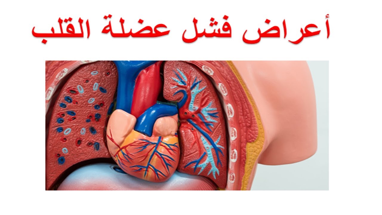 أسباب ضعف عضلة القلب وعلاجها