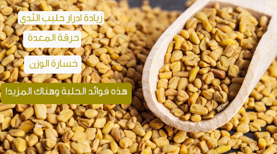 الفوائد الصحية والعلاجية لنبات الحلبة Fenugreek