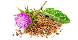 بذور الشوك الحليب